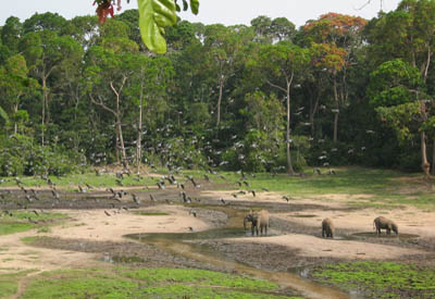 Zentralafrika, Zentralafrikanische Republik - Kongo: Naturparadiese im Kongobecken - Naturparadies